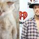 Illustration for article titled Meet Jezebel's Pets and Their Celebrity Lookalikes!